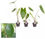 Alocasia zebrina 7cm Pot image
