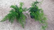 Asparagus Fern Mix in 19cm Hanging Pot image