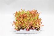 Crassula capitella 'Campfire' Red in 5.5cm Pot image