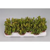 Crassula ovata (Jade Plant) in 8.5cm-10.5cm Pot image