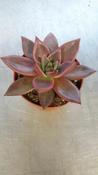 Echeveria 'Taurus' 8.5cm Pot image