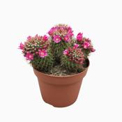 Mammillaria ernestii 10.5cm Pot image