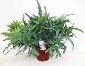 Phlebodium aureum 'Blue Star' (Golden Polypody) in 19cm Pot image