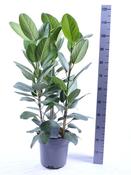 Ficus benghalensis 'Audrey' (Bengal Fig) 27cm Pot, Height 80-90cm image