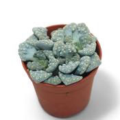 Titanopsis calcarea (Jewel Plant / Concrete Leaf) 5.5cm Pot image