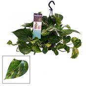 Epipremnum pinnatum (Scindapsus) 'Aureum' 15cm Hanging Basket Pot image