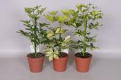Schefflera (Umbrella Tree) Mix in 12cm/13cm Pot image