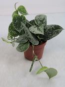 Scindapsus pictus 'Silvery Ann' in 11cm Pot image