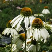 Echinacea purpurea 'Alba' (Coneflower) 13cm Pot image