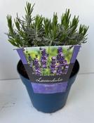 Lavandula angustifolia 'Hidcote' (English Lavender) 17cm Pot image