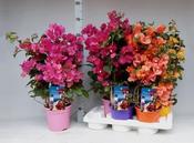 Bougainvillea Mix in 17cm Pot With Arch image