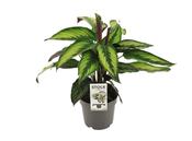 Calathea majestica 'Princeps' (Prayer Plant) 14cm Pot image