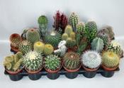 Cactus Mix 8.5cm Pot image