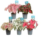 Caladium Mix in 12cm Pot image