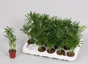 Chamaedorea elegans (Parlour Palm) in 5.5cm-6cm Pot image
