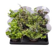 Peperomia Mix 6cm Pot image