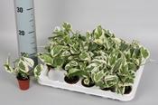Epipremnum aureum (Scindapsus) 'N'Joy' in 6cm Pot image