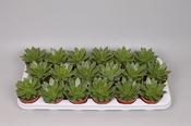 Echeveria agavoides 9cm Pot image
