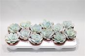 Echeveria laui Hybrid 10.5cm Pot image
