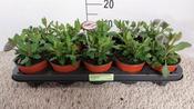 Verbena bonariensis 11cm Pot image