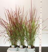 Imperata cylindrica 'Red Baron' (Japanese Blood Grass) 2L Pot image