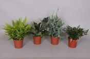 Fern Indoor Mix in 12cm Pot image