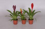 Vriesea Mix 5.5cm Pot image