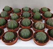 Euphorbia obesa 5.5cm Pot image