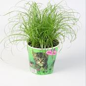 Cyperus alternifolius 'Zumula' (Cat Grass) 12cm Pot image