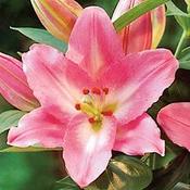 Lilium 'Souvenir' (Oriental Lily) 13cm Pot image