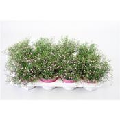 Gypsophila Mix 13cm Pot image