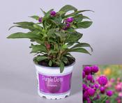 Gomphrena 'Purple Dots' (Globe Amaranth) 12cm Pot