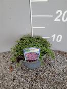 Thymus praecox 'Pink Chintz' (Creeping Thyme) 13cm Pot image