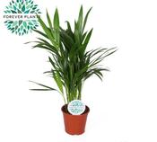 Dypsis lutescens (Areca Palm) in 14cm Pot image
