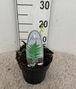 Matteuccia struthiopteris (Ostrich Fern) 1.5L Pot image