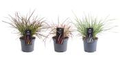Pennisetum (Fountain Grass) Mix 3L Pot image