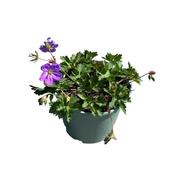 Geranium 'Rozanne' 17cm Pot