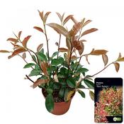 Photinia x fraseri 'Red Robin' 23cm Pot