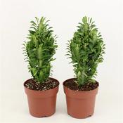 Euphorbia trigona (African Milk Tree) in 17cm Growers Pot, Height 45cm image