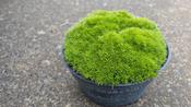 Sagina subulata (Heath Pearlwort) Dark Green 13cm Pot image