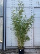 Fargesia robusta 'Campbell' (Bamboo) 10L Pot image