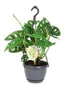 Monstera obliqua 'Monkey Leaf' in 15cm Hanging Pot image