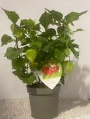 Physalis alkekengi (Chinese Lantern) 12cm Pot image