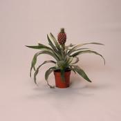 Ananas comosus 'Rosita' (Ornamental Pineapple) 12cm Pot image