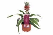 Ananas comosus 'Rosita' (Ornamental Pineapple) 9cm Pot image