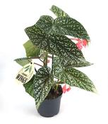 Begonia albopicta 12cm Pot image