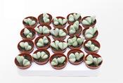 Dinteranthus puberulus (Living Stone) 5.5cm Pot image