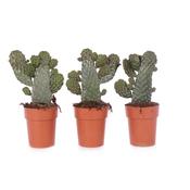 Opuntia consulea (Cactus) 14cm Pot image