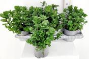 Mentha spicata var. crispa ‘Moroccan’ (Moroccan Mint) 12-14cm Pot image