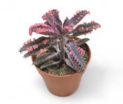 Kalanchoe 'Pink Butterflies' (Pink Mother of Thousands) 8.5cm Pot image